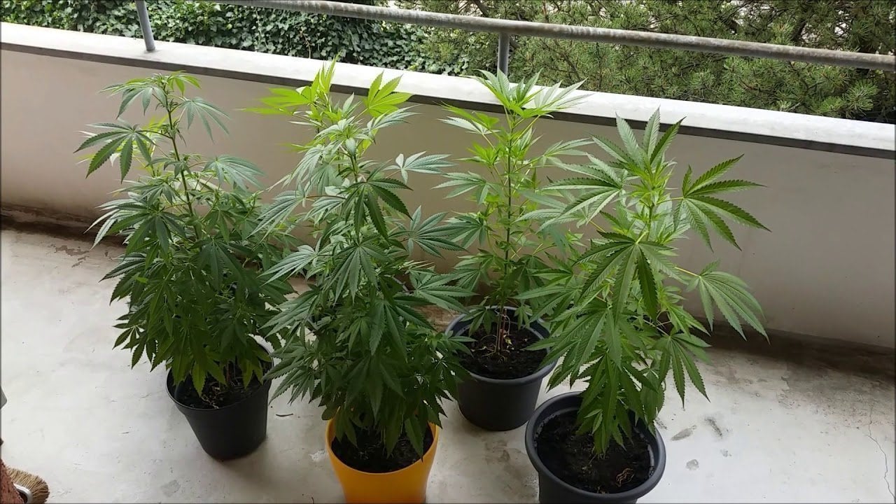 How Big Do Cannabis Plants Grow