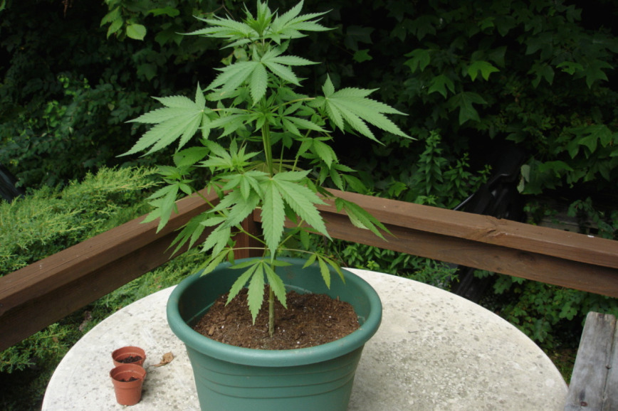 How Often Do You Water Cannabis Plants