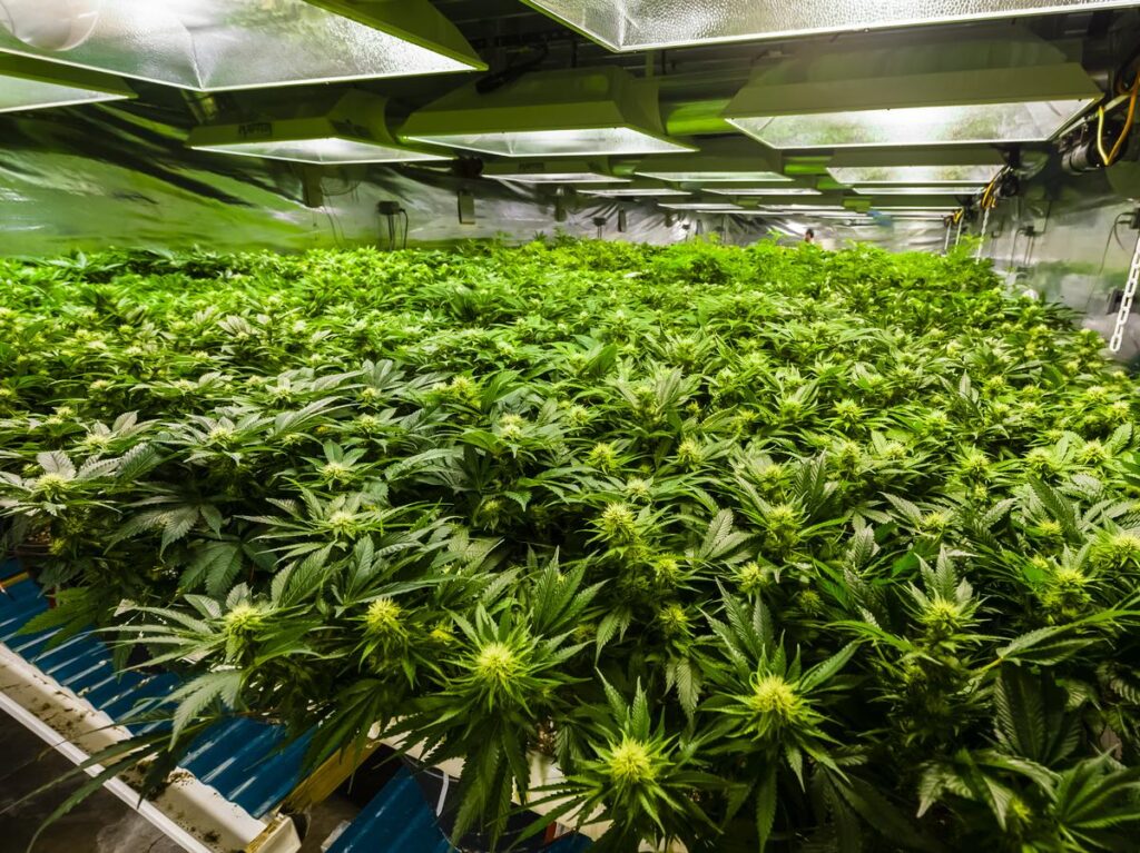 How Often Do You Water Cannabis Plants