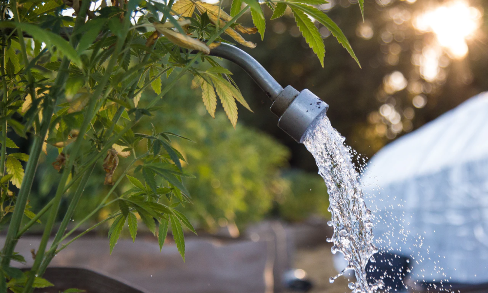 How Often Do You Water Cannabis Plants