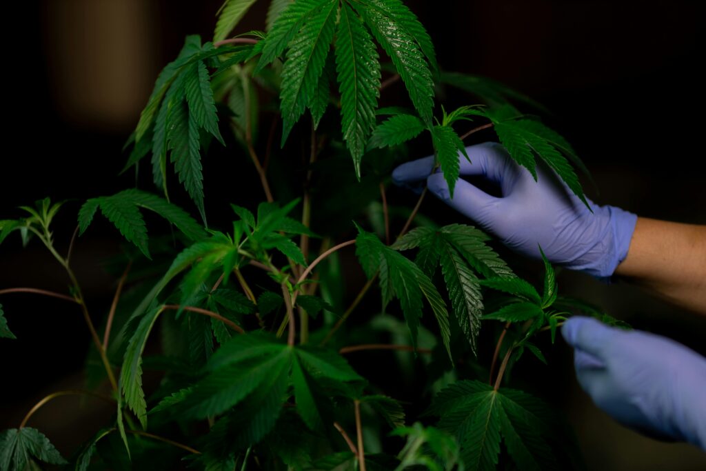 How do you know when to harvest cannabis