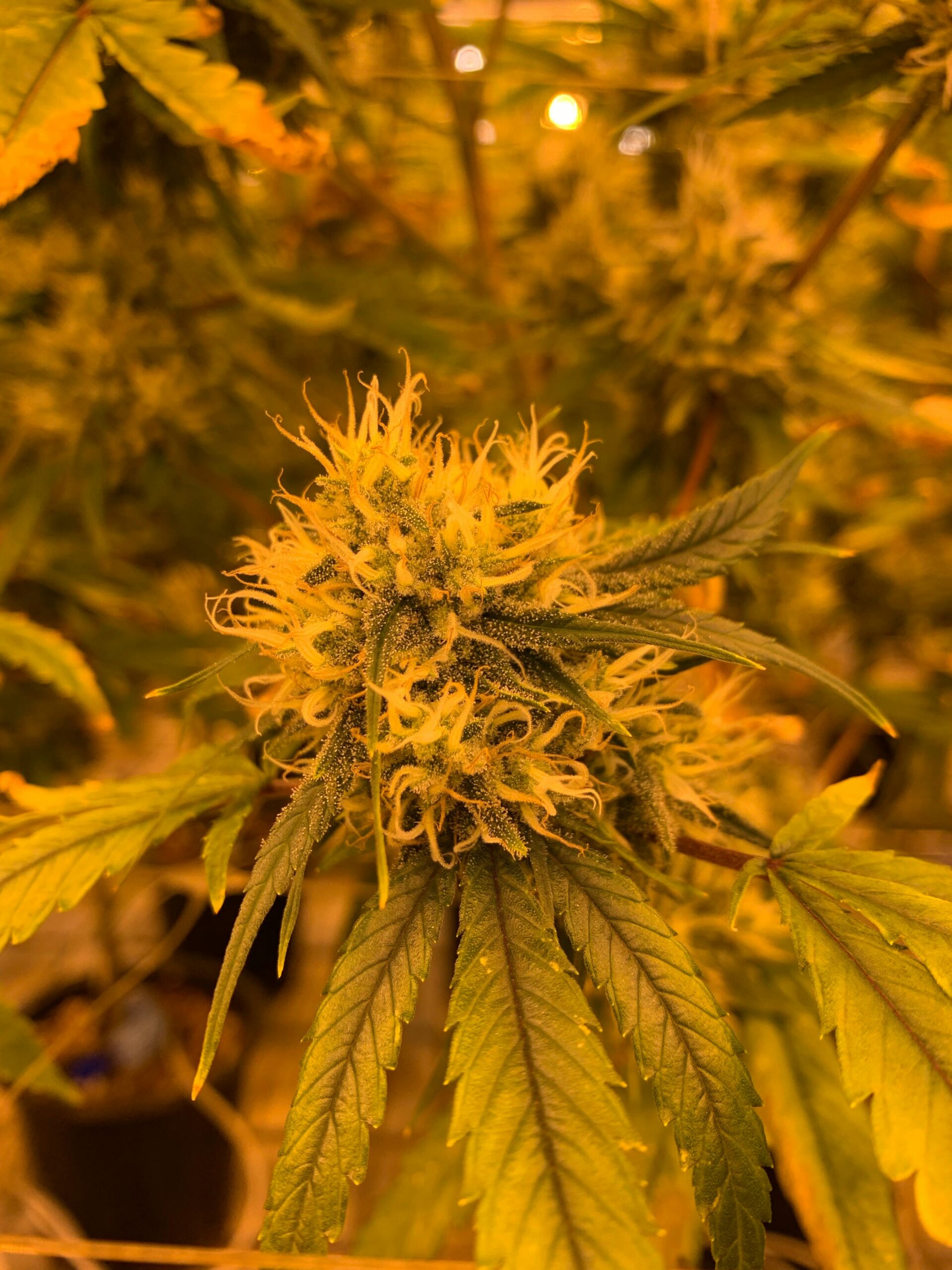 Does Cannabis Need UV Flowering?