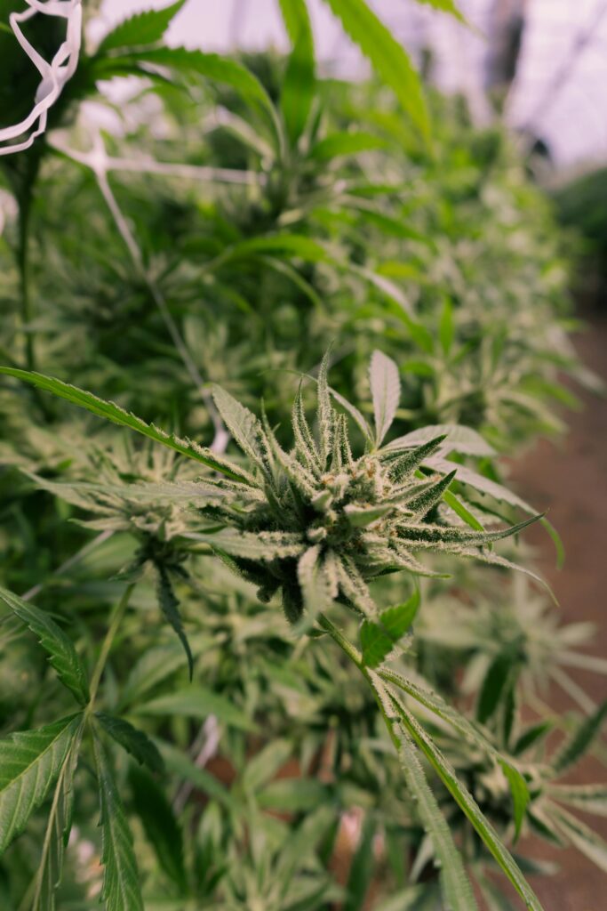 Does Cannabis Need UV Flowering?